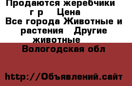 Продаются жеребчики 14,15 16 г.р  › Цена ­ 177 000 - Все города Животные и растения » Другие животные   . Вологодская обл.